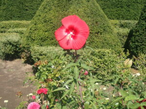 赤い花のタイタンビカス