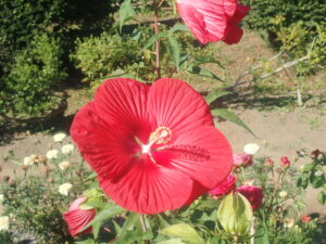 赤い花のタイタンビカス