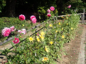 赤や黄色や白のダリア