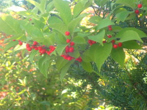 赤い実のウメモドキ