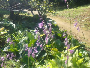 紫の花のギボウシ