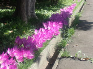 ピンク色の花のイヌサフラン