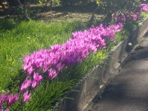 紫色のイヌサフラン