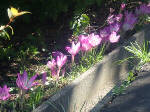 紫色のイヌサフラン