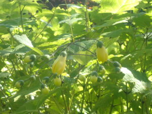 黄色い花のキレンゲショウマ