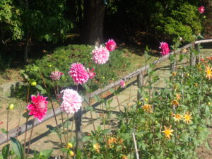 赤やオレンジや白のダリア