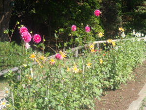 赤や白やオレンジのダリア