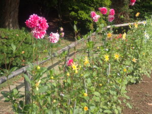 赤や黄色のダリア