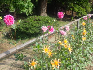 色とりどりのダリア