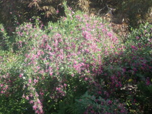 ピンクの花のミヤギノハギ