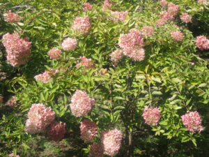 ピンク色のミナヅキ