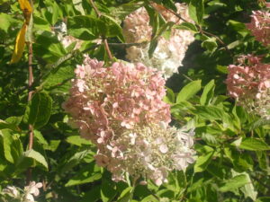 ピンク色に染まってきたミナヅキ