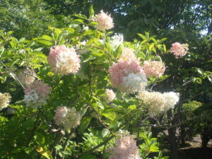 ピンク色に変わり始めたミナヅキ