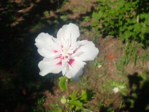 白い色のムクゲ