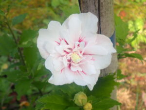 白いムクゲ