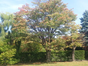 色づき始めた木