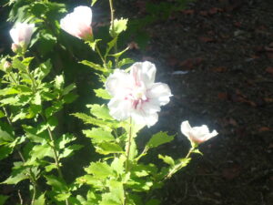 白いムクゲ
