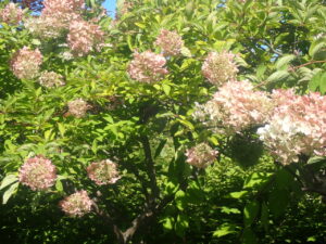 ピンク色のミナヅキ