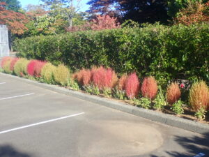 赤く色づき始めたコキア