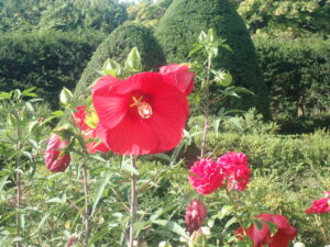 赤い花のタイタンビカス