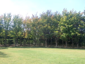 色づき始めた木2