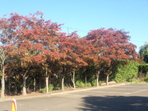 駐車場紅葉
