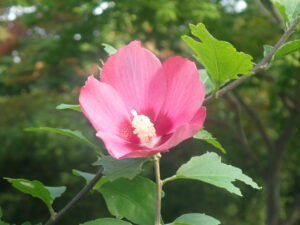 赤い花のムクゲ