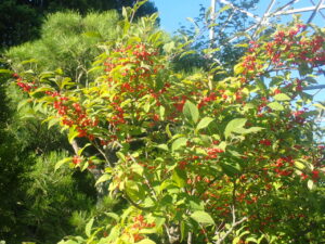 赤い実のウメモドキ