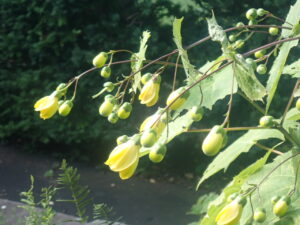 黄色い花のキレンゲショウマ