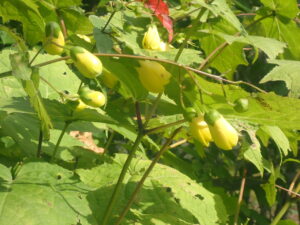 黄色い花のキレンゲショウマ