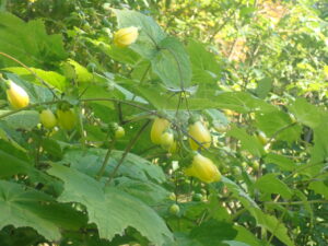 黄色い花のキレンゲショウマ