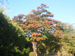 園路の紅葉