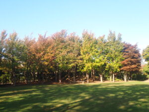 芝生広場の紅葉