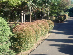 ドウタンツツジ