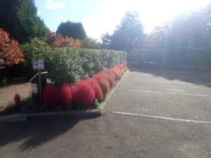 駐車場の赤いコキア