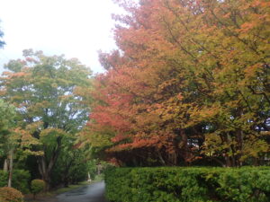 園路の紅葉