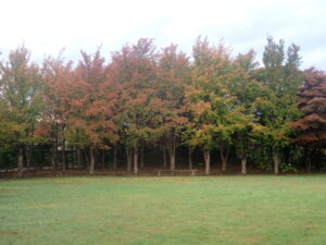 芝生広場の紅葉