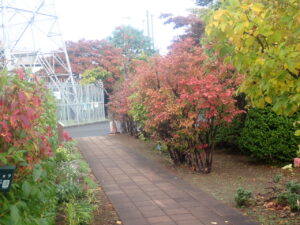 駐車場通路の紅葉