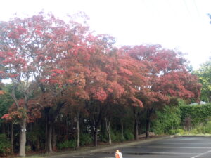 駐車場の紅葉