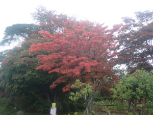 園路の紅葉