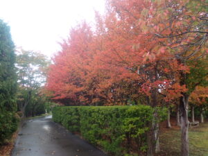 園路の紅葉2