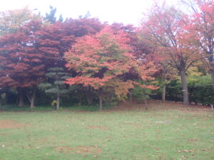 芝生広場の紅葉