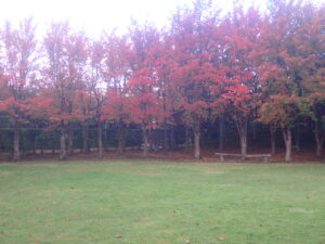 芝生広場の紅葉2