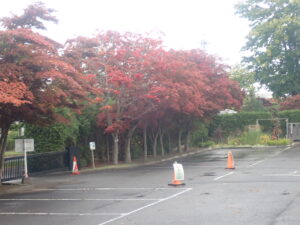 駐車場の紅葉