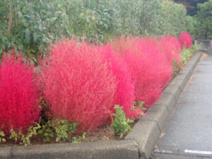 駐車場のコキア