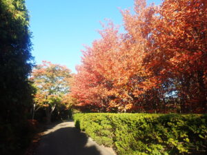 園路の紅葉3