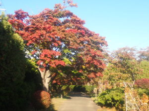 園路の紅葉4