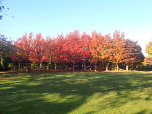 芝生広場の紅葉