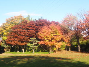 芝生広場の紅葉2