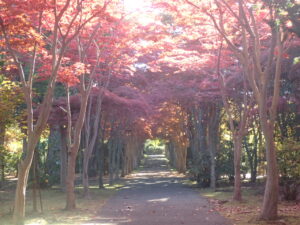 モミジ並木